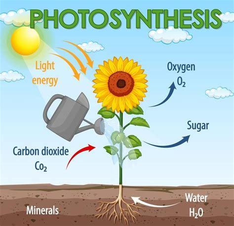 Diagrama que muestra el proceso de fotosíntesis en planta ...