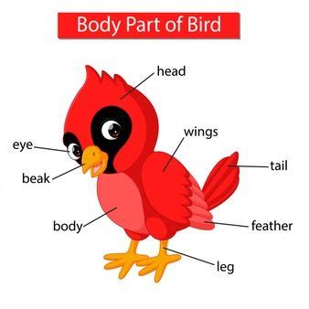 Diagrama Que Muestra Parte Del Cuerpo Del Pájaro Cardenal ...