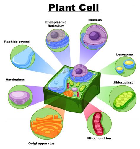 Diagrama que muestra partes de la célula vegetal | Vector ...