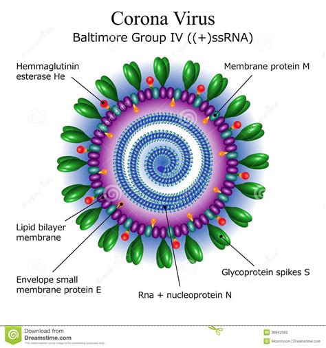 Diagramma Della Struttura Della Particella Del Virus Della ...