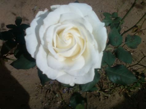 *Diálogo D Amore*: Nossa rosa branca