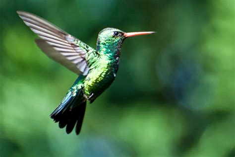 Diana Teran : Fotos de Aves, Colibríes de Colores ...
