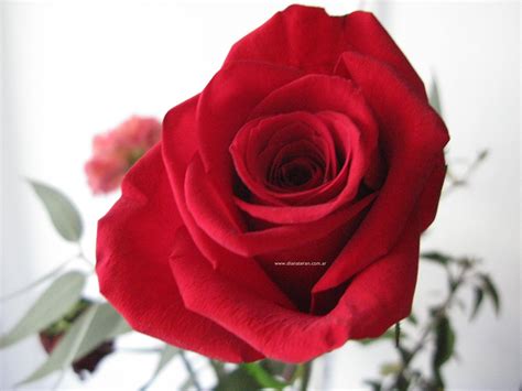 Diana Teran : Fotos de Rosas, Flores, Rosas Rojas, su significado e ...