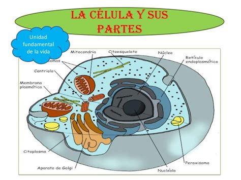 Diapositiva la celula, estructura, clases y organelas