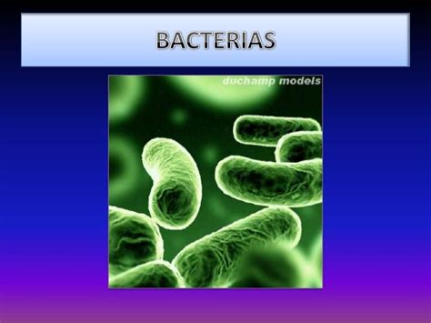 Diapositivas bacterias