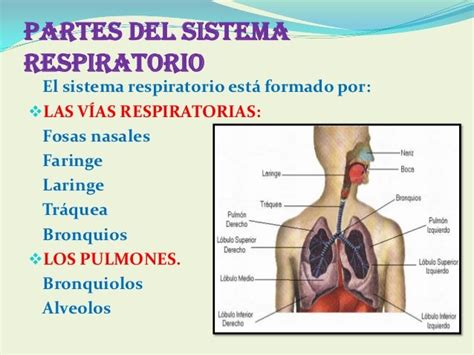 Diapositivas del sistema Respiratorio
