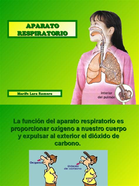 DIAPOSITIVAS EL APARATO RESPIRATORIO HUMANO.pdf | Pulmón | Respiración