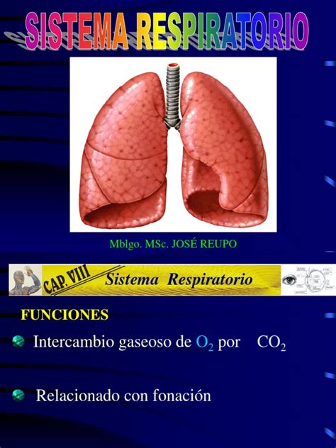 Diapositivas Sistema Respiratorio | PDF | Pulmón | Sistema respiratorio