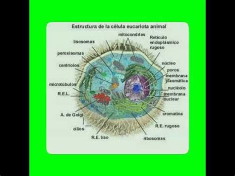 Diapositivas sobre la celula eucariota   YouTube
