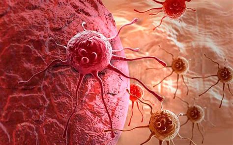 Diario La Verdad   Descubren linfocitos que reducen tamaño de tumores