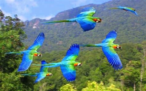 Diario La Verdad   Revelan 28 nuevas especies de aves en Honduras