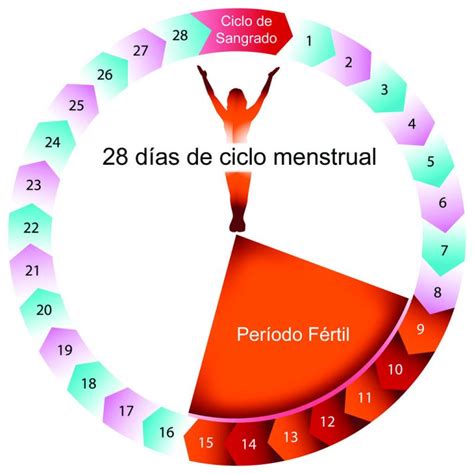 Días fértiles de la mujer | Cómo calcularlos + calculadora de ovulación