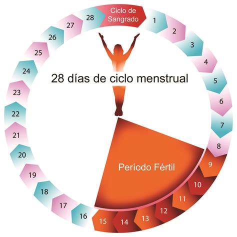 Días fértiles de la mujer | Cómo calcularlos + calculadora de ovulación