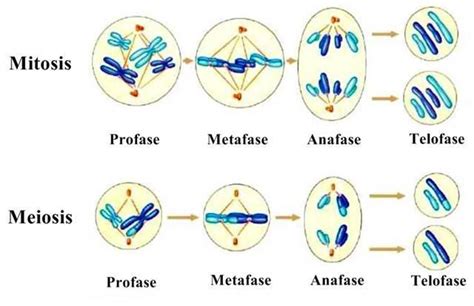 dibuja de forma esquematica las fases de la mitosis y la meosis ...