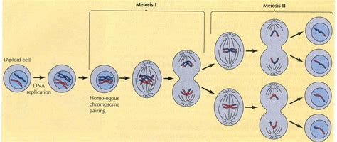 dibuja de forma esquematica las fases de la mitosis y la meosis ...