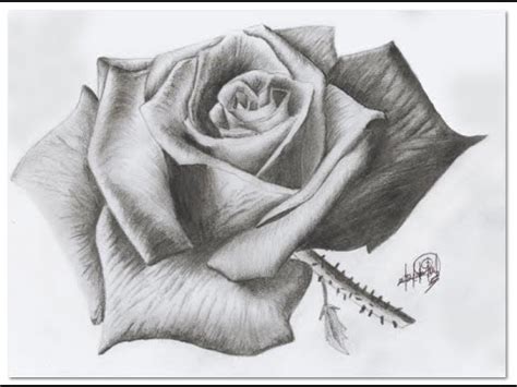 Dibujando una Rosa a lapiz   Drawing a rose | il disegno ...