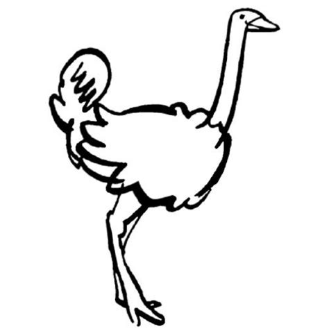Dibujo de avestruz