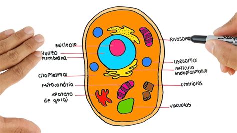 Dibujo de célula animal y sus partes   YouTube