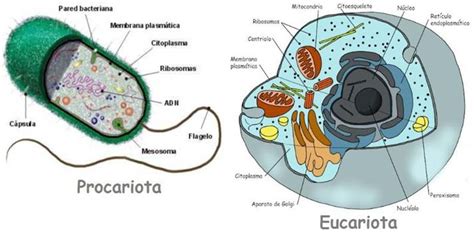Dibujo de la celula eucariota y procariota   Imagui