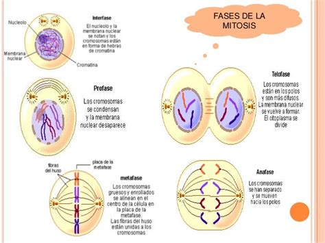 Dibujo De La Division Celular Mitosis   ives