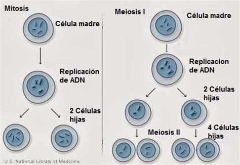dibujo de las fases la meiosis y mitosis Brainly.lat