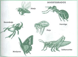 Dibujo de los animales vertebrados y invertebrados   Imagui