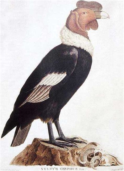 Dibujo de un condor andino   Imagui
