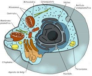 Dibujo de una célula con sus partes | Celulas eucariotas ...