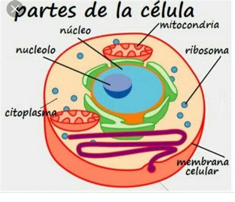 dibujo de una célula indicando sus partes   Brainly.lat