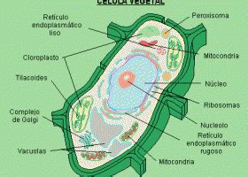 Dibujo de una célula vegetal. Descripción de sus partes ...