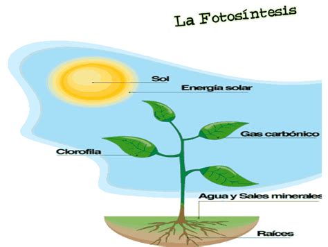 Dibujo del proceso de la fotosintesis   Imagui