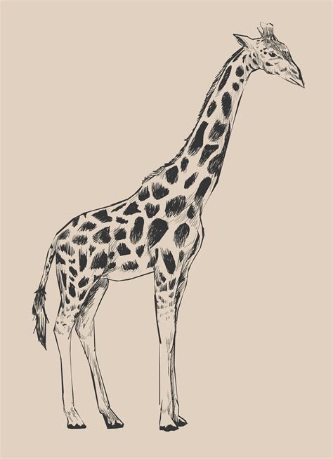 Dibujo estilo ilustración de jirafa.   Descargar Vectores ...