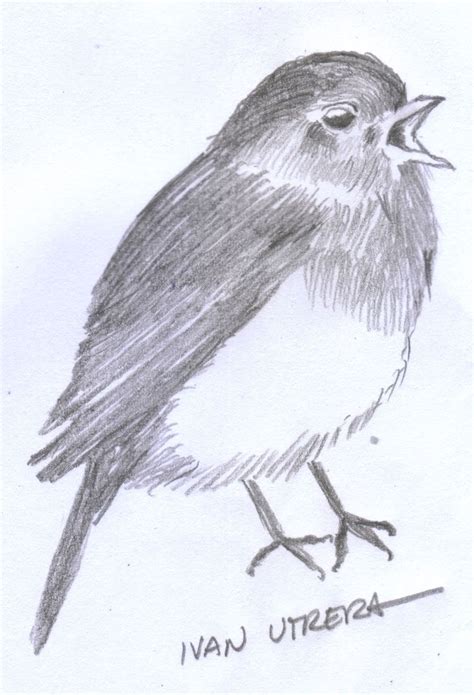 dibujo pájaro a lápiz con imágenes | Pajarito dibujo ...