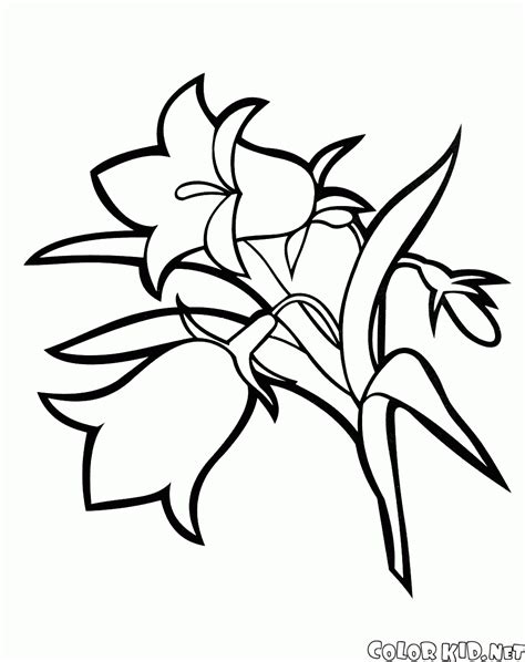 Dibujo para colorear   Flores