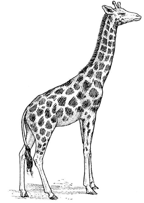 Dibujo para colorear jirafa   Img 16637