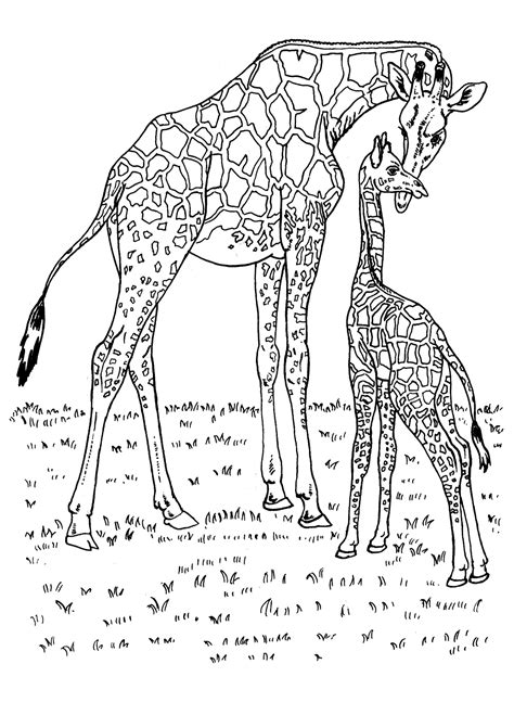 Dibujo para colorear   Jirafas en África