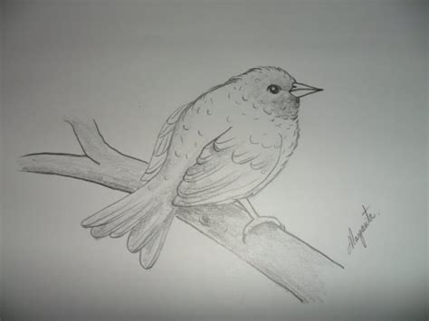 Dibujo para principiantes. Como Dibujar un Pájaro muy fácil, paso a ...
