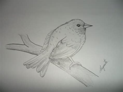 Dibujo para principiantes. Como Dibujar un Pájaro muy ...