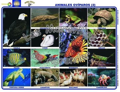 Dibujos de 10 animales viviparos   Imagui