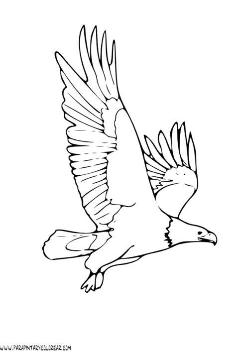 Dibujos de animales voladores para colorear Imagui