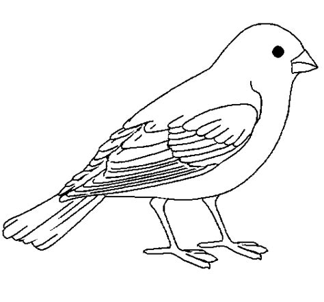 Dibujos de aves | Dibujos