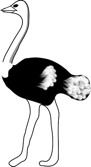 Dibujos de avestruces » AVESTRUZPEDIA