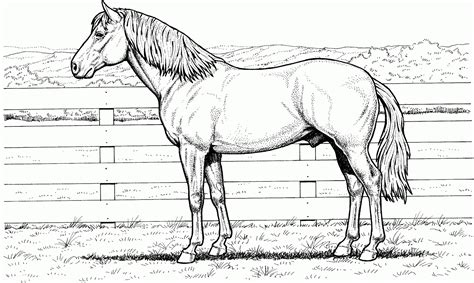 Dibujos de caballos para colorear e imprimir gratis ...