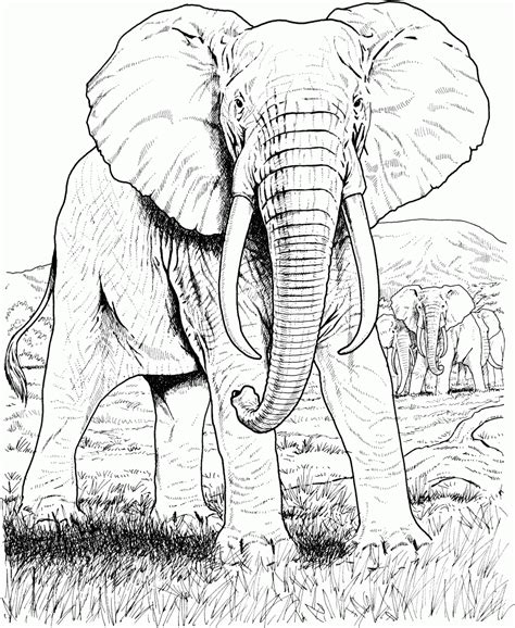 Dibujos de elefantes para colorear. Dibujos de elefantes ...