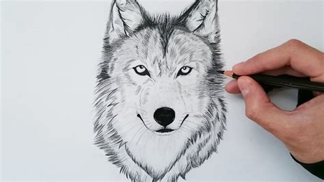 Dibujos de Lobos a Lápiz | Realistas | Bonitos para Imprimir