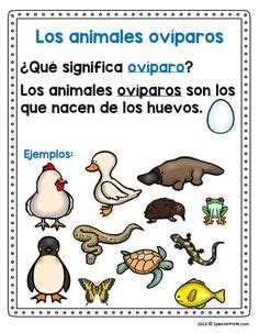 Dibujos De Oviparos : Animales Ovíparos: Cuáles son, Cómo Nacen ...
