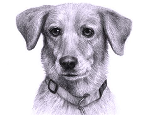 Dibujos de perros   Cómo dibujar un perro fácil   Imágenes ...