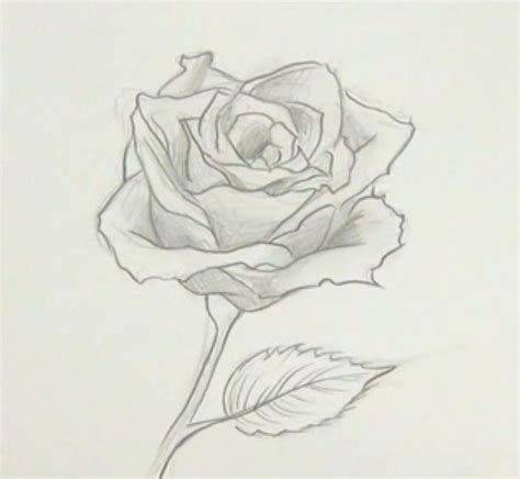 Dibujos de rosas a lápiz | Dibujos