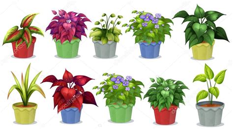 Dibujos: macetas con plantas | plantas en maceta — Vector ...
