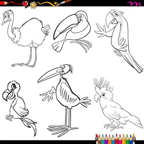 Dibujos para colorear de aves | Vector Premium